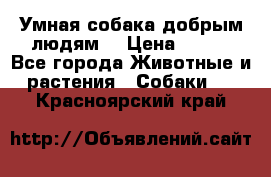 Умная собака добрым людям. › Цена ­ 100 - Все города Животные и растения » Собаки   . Красноярский край